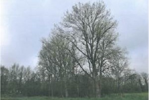 Populieren Oosterweg